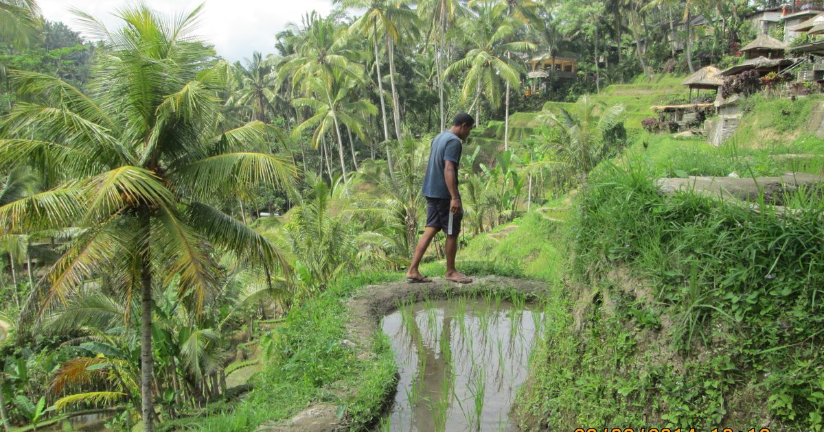 Green terraced rice paddies among palm trees near Ubud, Bali, with a farmer walking along a bund