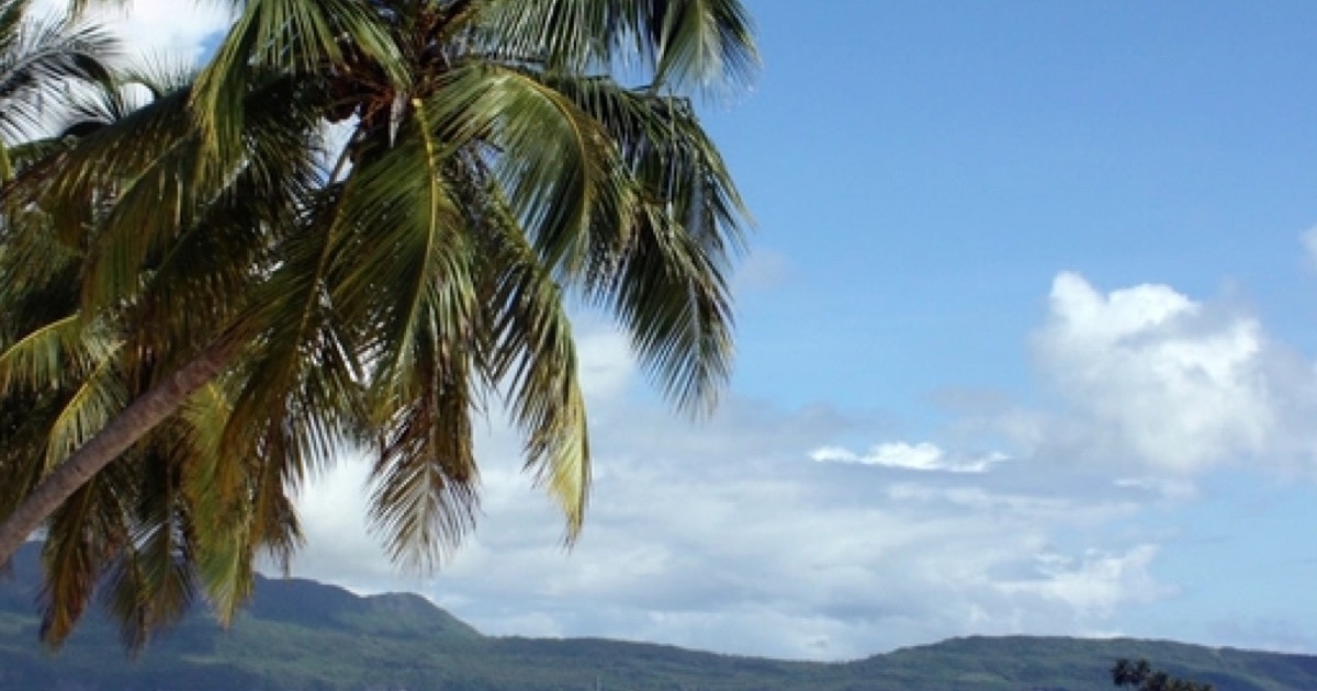 The crown of a leaning coconut palm against a blue sky, with green forested hills on the horizon