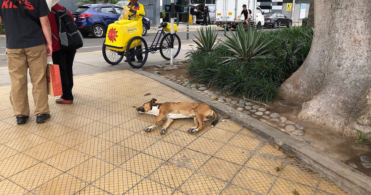 A stray dog asleep on a city sidewalk next to a street food vendor's stall